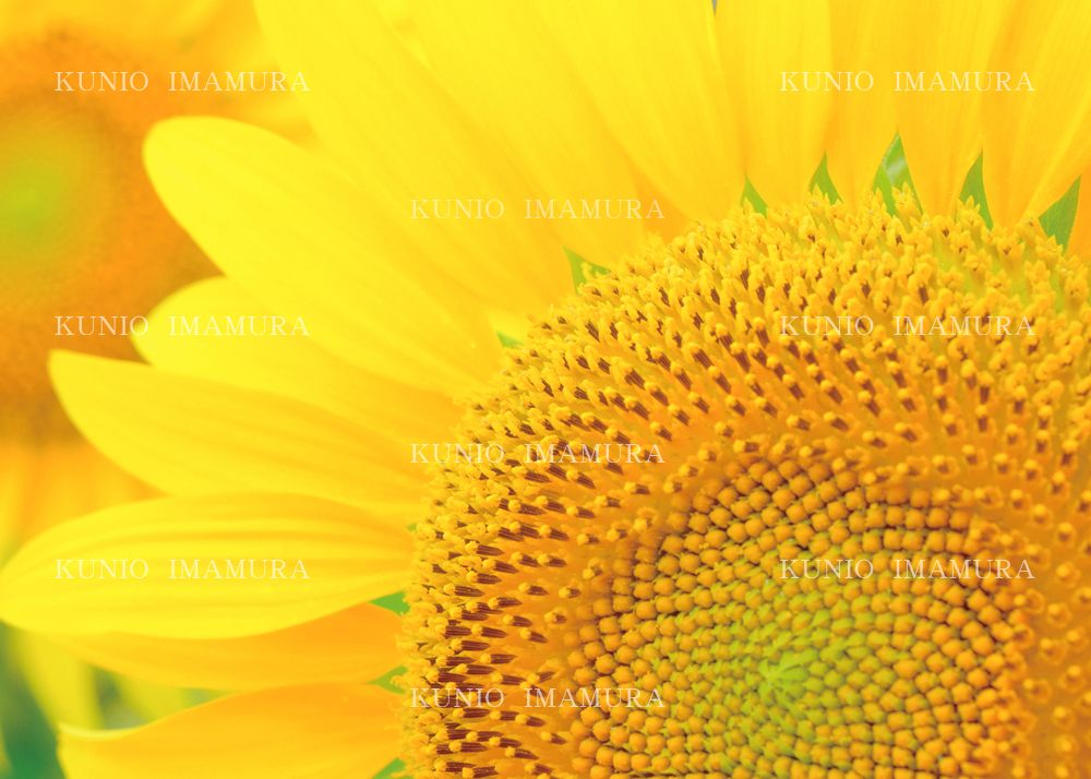 Summer ColorSummer Color